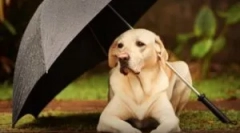 Напръскайте от бълхи за животни и къщи