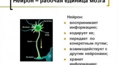 Сравнете разузнаването на котешката и кучета: кой е по-умен