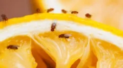 Средства от gnus и fruit moshade