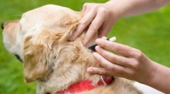 Средства за превенция и лечение от бълха