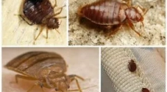 Инструменти от царевичен прост (zonder)