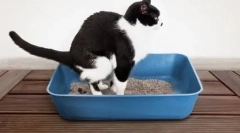 Обзалагам се на котката у дома