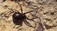 Steatoda е голям