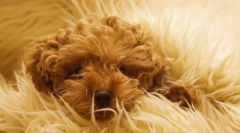 Стерилизация и състояние на кучето