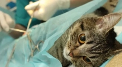 Стерилизация на котката