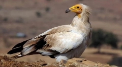 Обикновена граница