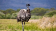 Strich emu