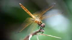 Dragonfly-kutyushka забеляза