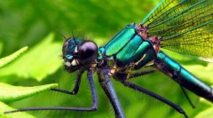 Драконово момиче