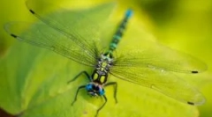 Dragonfly: описание и начин на живот