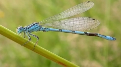 Arrow меркурий