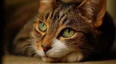 Стрес в котка