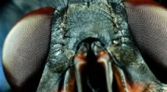 Структурата на очите и визията на мухите