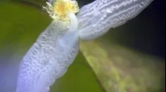 Структура и особености на планариума