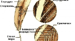 Структура на перата