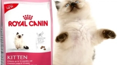 Суха храна за котки royal kanin: най-доброто качество в цената категория