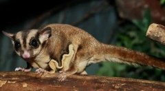 Храм летене