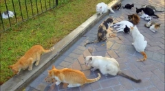 Супа с котки и патри с котенца: 5 страни, в които котките ядат