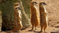 Meerkat (снимка): забавен часовник, който винаги е нащрек