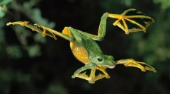 Има ли летящи жаби?