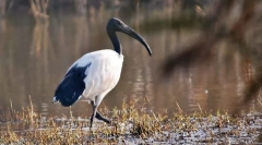 Свещена ibis