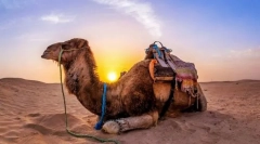Тайните на камилите. Как са опитомени
