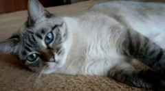 Thai cats цвят табби точка точка