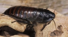 Тракакан-криптут