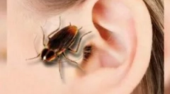 Тракакан в ухото: симптоми и екстракция