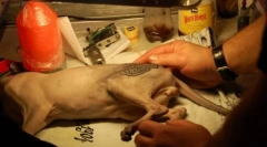 Татуировка за котката или жестока мода за животни