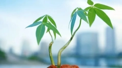 Видове растителни тъкани