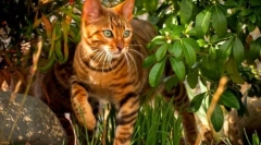 Toyer cat (снимка): добродушен характер в див цвят