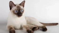 To tonkin cat (thinnez)