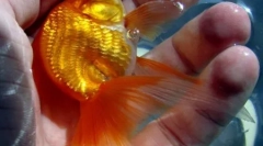 Топ 10 етажа за уплашени златни рибки