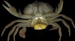 Топ 10: макропаразити