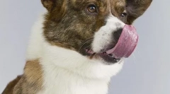 Топ 10: най-изчезващите породи кучета във великобритания (20 снимки)