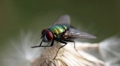 Топ 10 на най-чистите животни в света