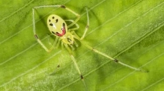 Топ 10 на най-красивите паяци в света