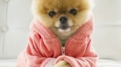 Топ 10 най-популярни кучета в instagram