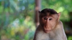 Топ 10 най-интелигентните животни в света