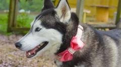 Топ 5 имена за момичета за кучета