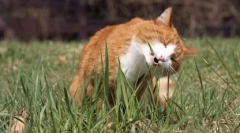 Трева за котки: растат у дома