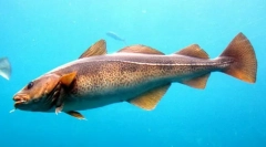 Количество