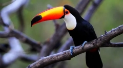 Toucan (снимка): клюнът не се случва много, това е това, което птицата е поразителна!