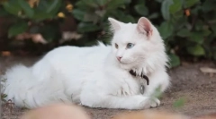 Турска ангора