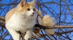 Турски ван (снимка): великолепен плувец и истински рибар