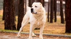 Туркменски алабаи (снимка): ожесточена охрана, надежден защитник