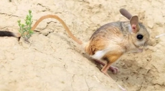 Tushkanchik джъмпер