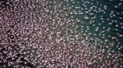 Хиляди розови фламинго на езерото накуру в кения