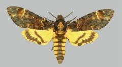 Kakux пеперуди на гърба на гърба под формата на череп?